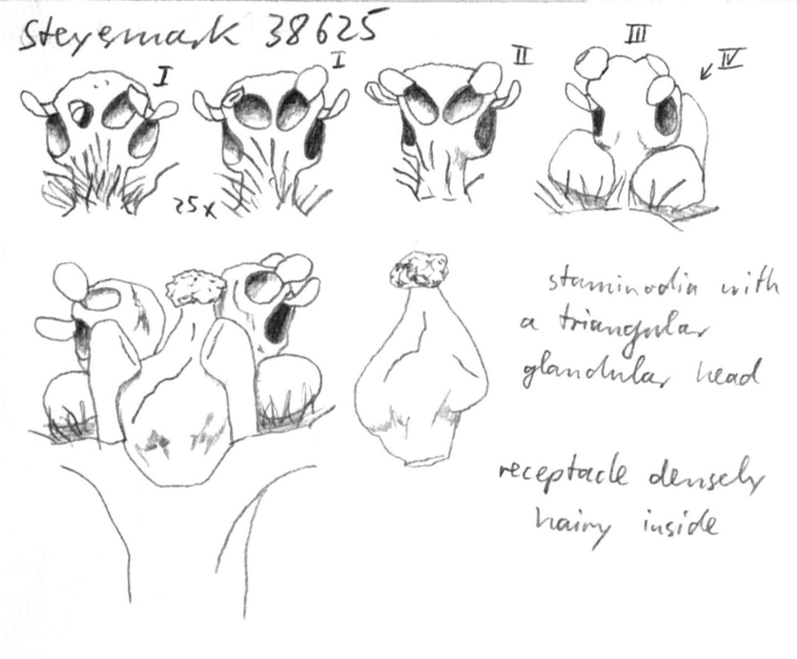 preview Damburneya longicaudata (Lundell) Trofimov & Rohwer